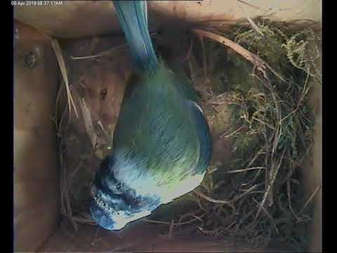 Starting to build a nest