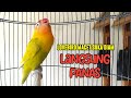 LOVEBIRD Macetan SUKA DIAM Langsung PANAS EMOSI BUNYI  Mendengar Suara LOVEBIRD FIGHTER Ngekek Ini