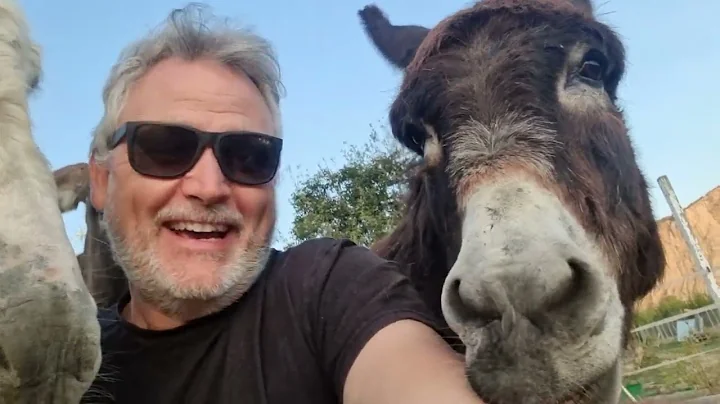 DONKEY CHAT - My phone won't stop ringing!!!! Pros...