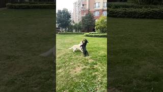 Wonderful moment of grabbing the leash! #labrador #dogs #moments