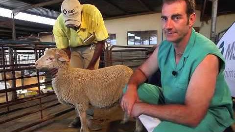 Sheep Intramuscular injection technique