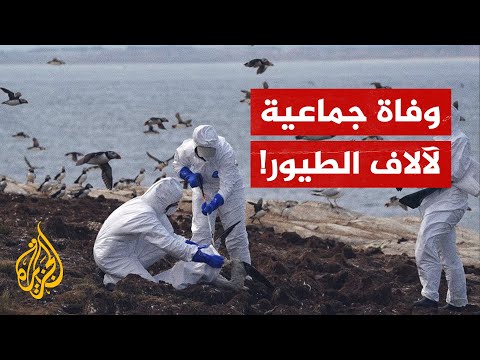 نفوق آلاف الطيور يثير حيرة كبيرة في تشيلي