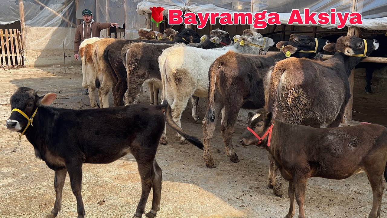 Shvet 🥇+ Gibrid G'unojinlar Sotuvda 💥 || Shoshiling Sherzod Akadan Pul bòshashga ✅