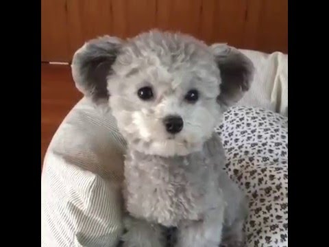 Small Dog Breeds That Look Like Teddy Bears Small Dog Breeds That Look Like Teddy Bears