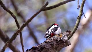 Чистоплотный Дятел. A Clean Woodpecker.