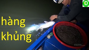 55  Giăng Câu Cá Tra Lên Hàng Khủng Khủng - HUGO l Đất Phương Nam
