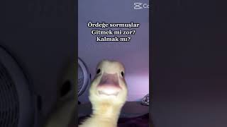 #ytdayibenionecikarnolur vak vak vak