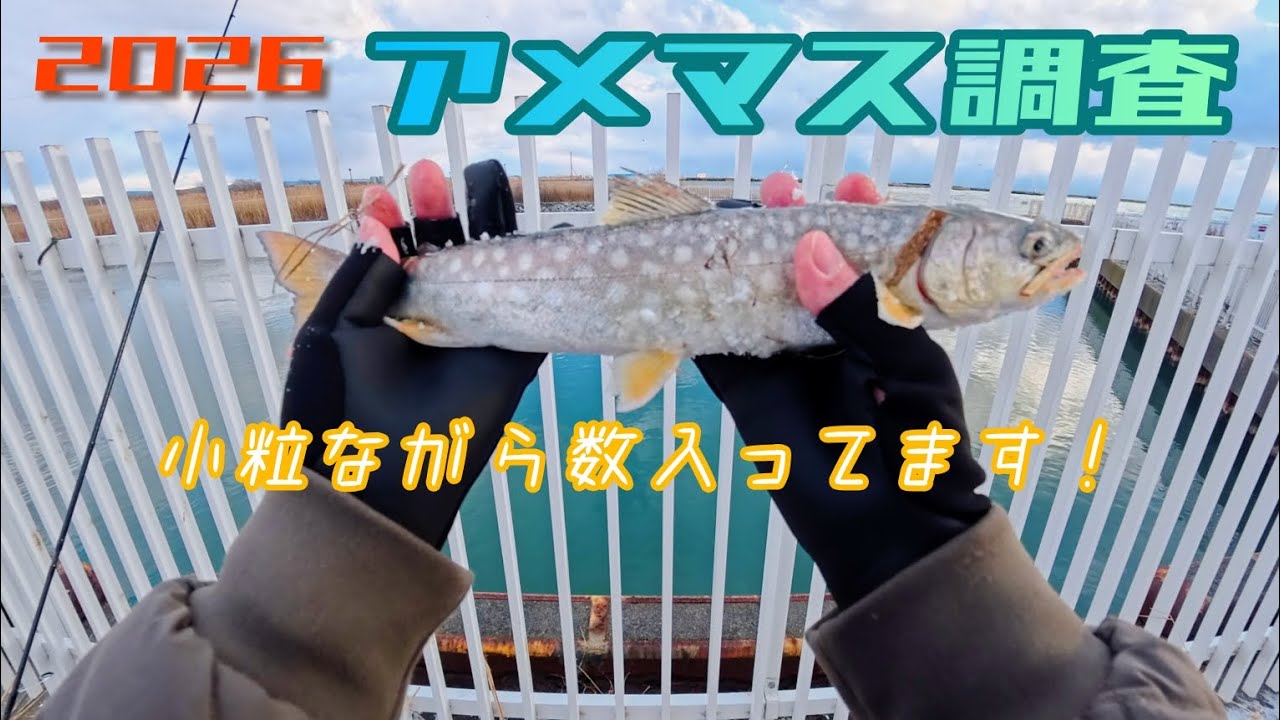 25/26シーズンのアメマス調査報告