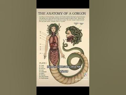 Medusa, Stheno and Euryale: The Gorgons - Mythological Bestiary #08 See U  in History 