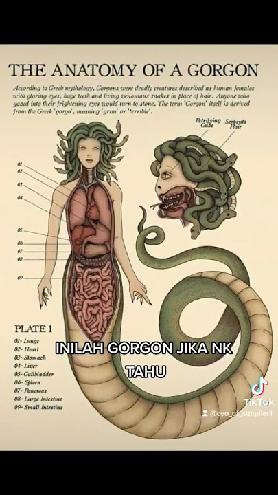 inilah gorgon #gorgon