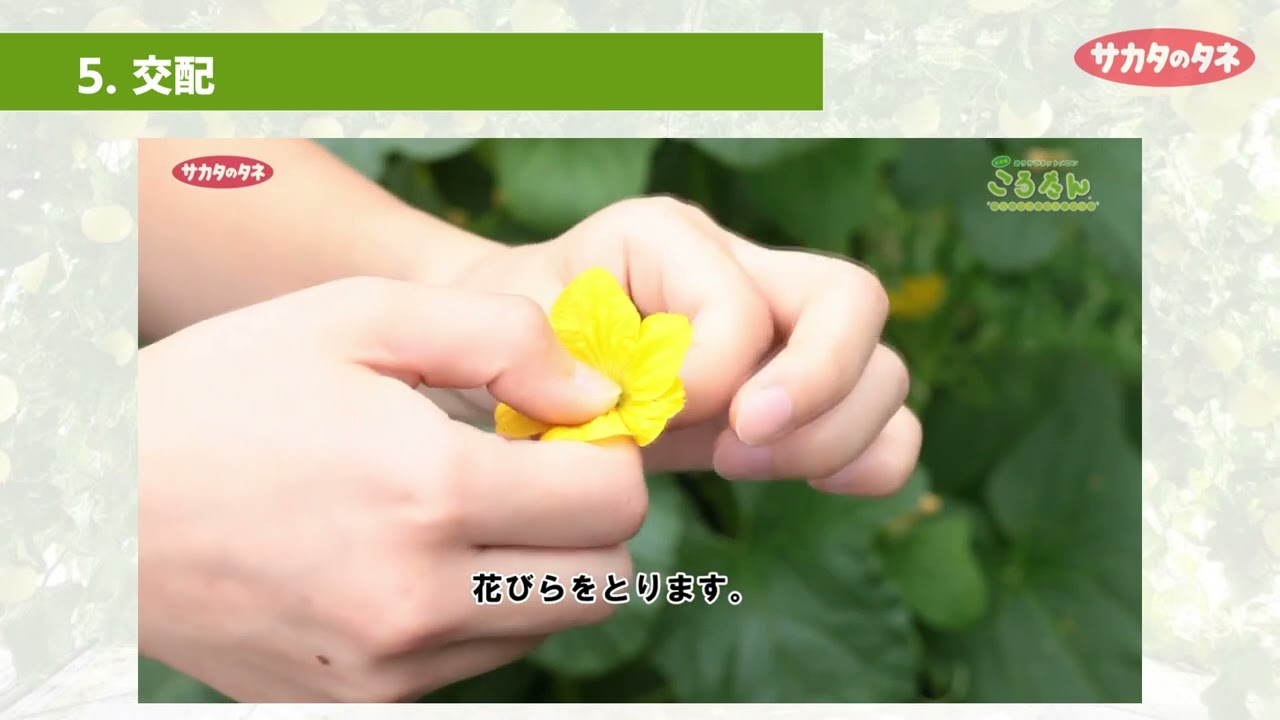 ころたん®」安定生産に向けた主要栽培ポイント｜タネ（種）・苗・園芸