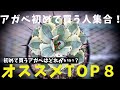 【初めて買うアガベはどれがいい？】オススメTOP8！アガベ育てたい人集合！