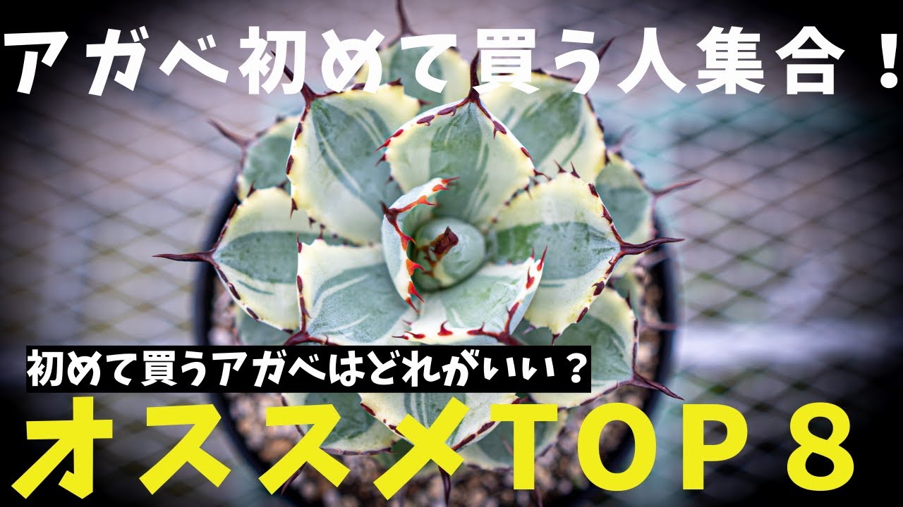 【初めて買うアガベはどれがいい？】オススメTOP8！アガベ育てたい人集合！