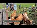 Flash El campo al día: Un ganadero leonés sacrifica 102 vacas por un positivo en tuberculosis