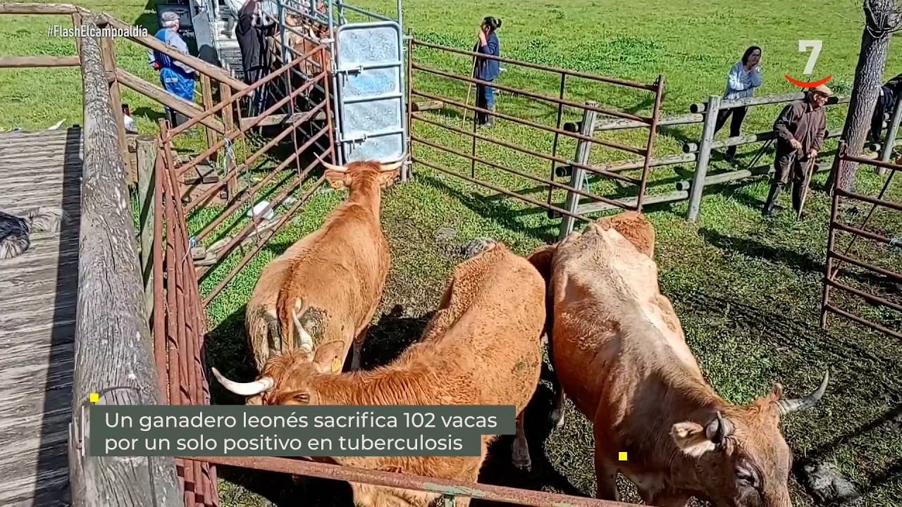 Flash El campo al día: Un ganadero leonés sacrifica 102 vacas por un positivo en tuberculosis