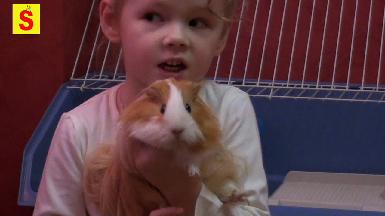 Морская свинка длинношерстная Уход и кормление - YouTube