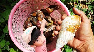 HUNTING SNAIL| BERBURU BEKICOT TEMAN-TEMAN