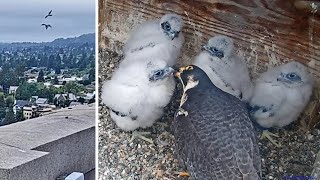 Cal Falcons: Archie-Annie mid-air 🛬🛫 prey transfer attempt followed by home delivery 🥡 2024 May 16