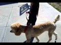 Poodle loose leash walking by jersey dakota
