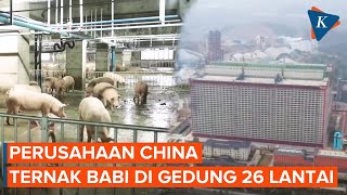 Di China, Ada Perusahaan yang Ternak Babi di Gedung 26 Lantai