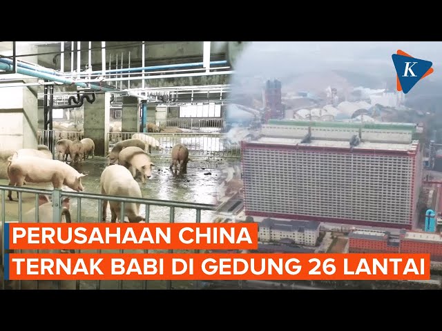 Di China, Ada Perusahaan yang Ternak Babi di Gedung 26 Lantai class=