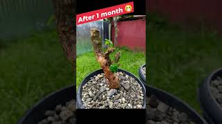 Bougainvillea 1 Month After Repotting