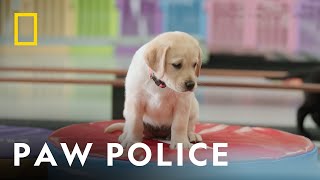 Airport Detector Dog Warner at Sydney Airport  | Inside Sydney Airport | National Geographic UK