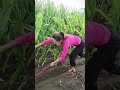 🤫amazing tool for farming 😱🌱#tools #farming #sorts #trendingshorts #sbfarming #amazing #tools 🌾🌿🌱🌿🌴🥀