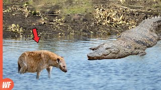 This Hyena Will Be Prey for Crocodile