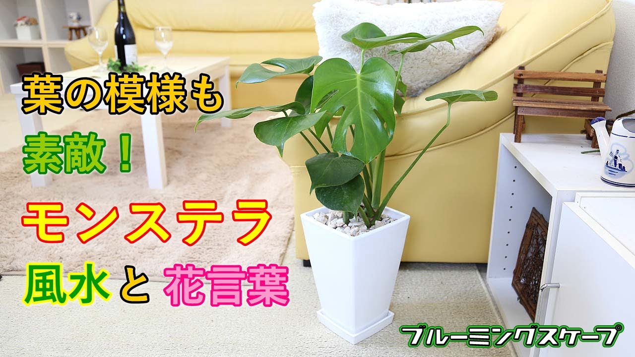 モンステラと風水 花言葉 観葉植物のブルーミングスケープ