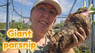 A surprise find at the allotment!