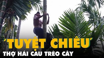 Xem thợ hái cau với ‘tuyệt chiêu’ trèo cây cao chót vót