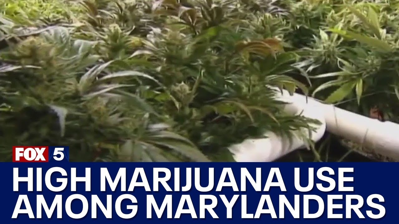 New study finds high marijuana use among Maryland consumers - FOX 5 DC