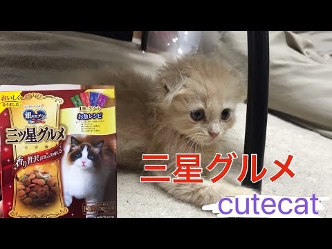子猫に三ツ星グルメあげてみた！【メインクーンとスコティッシュフォールド】