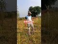 शेतकरी#शेती#shetkari #farming#shorts#farmer #marathi#dialogue#yt #shortviral#vairal#video
