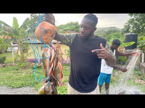 Net Fishing In JA | Spearing Massive Parrot Fish From A Big Bed Of Fish Hiding By The Net Foot