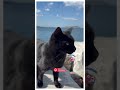 Cats Life by the Beach – Beautiful Black Kitten 🌊🐾 #straycatlove #cutecat #cute #catlovers #cutecats