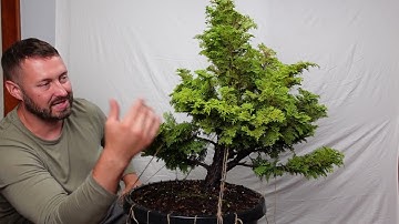 Templehof Hinoki Cypress bonsai transformation!