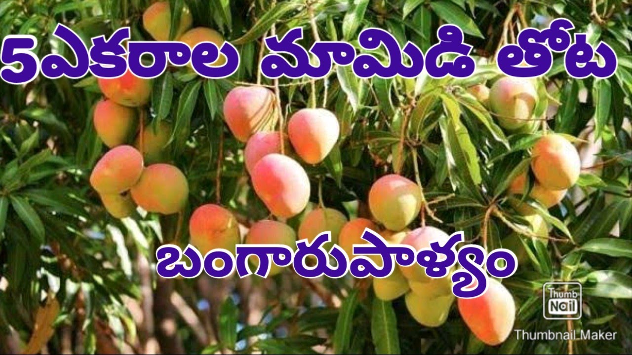 5 Acres of Mango Garden for sale | [Near Bangarupalyem] - 8328147329