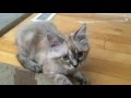 Leelou the Manx Cat playing (No tail cat) の動画、YouTube動画。