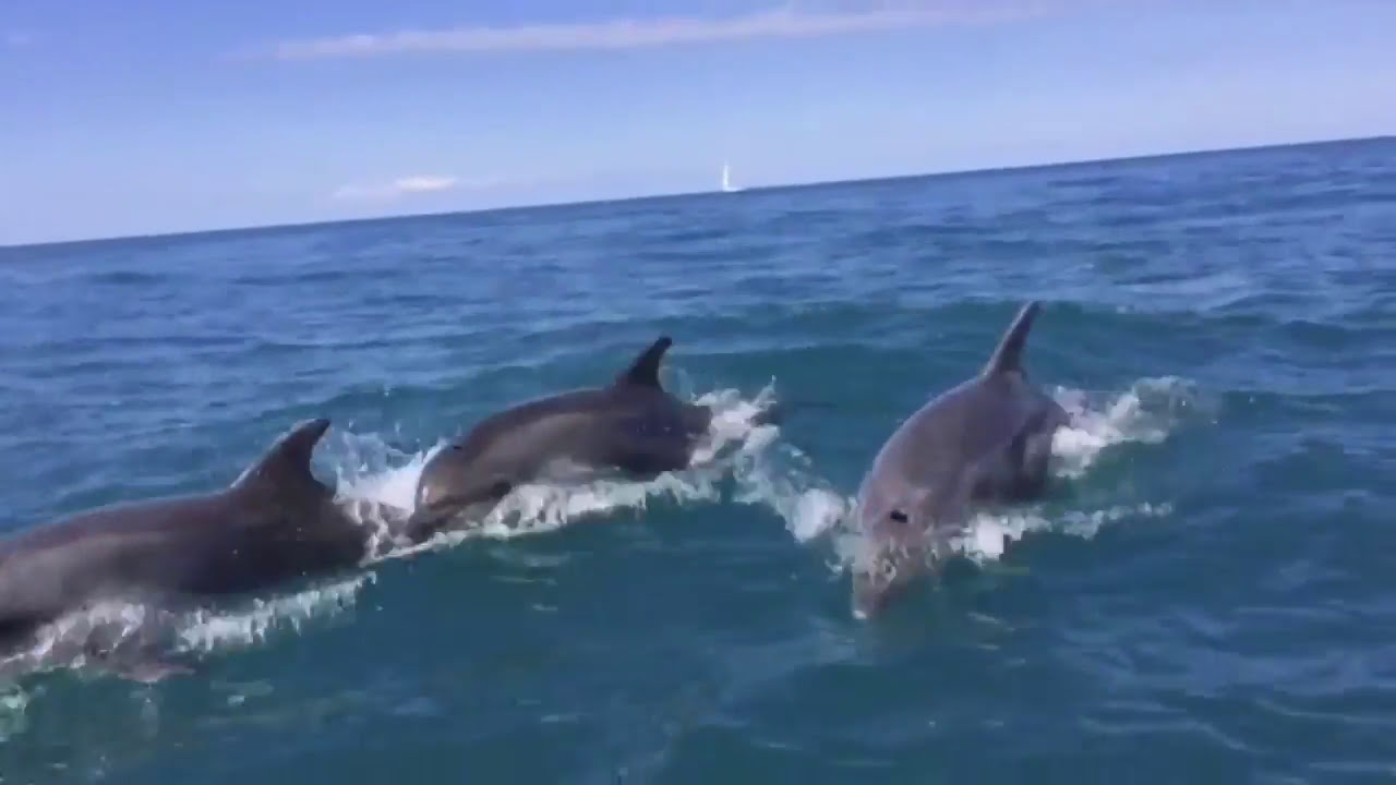 Дельфины в Чёрном море! фото