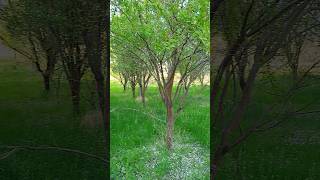 Nature view | Nature short video | landspace #nature #landscape #natureshorts #shorts