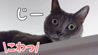 暗闇のハムちゃんがホラーすぎた…!