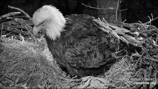 Decorah Eagles 2-29-20, 6:28 pm Mom lays egg #2 of the 2020 season