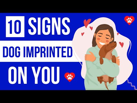 Video: 15 Znamenie, že váš pes môže byť skutočne vaším „dieťaťom“