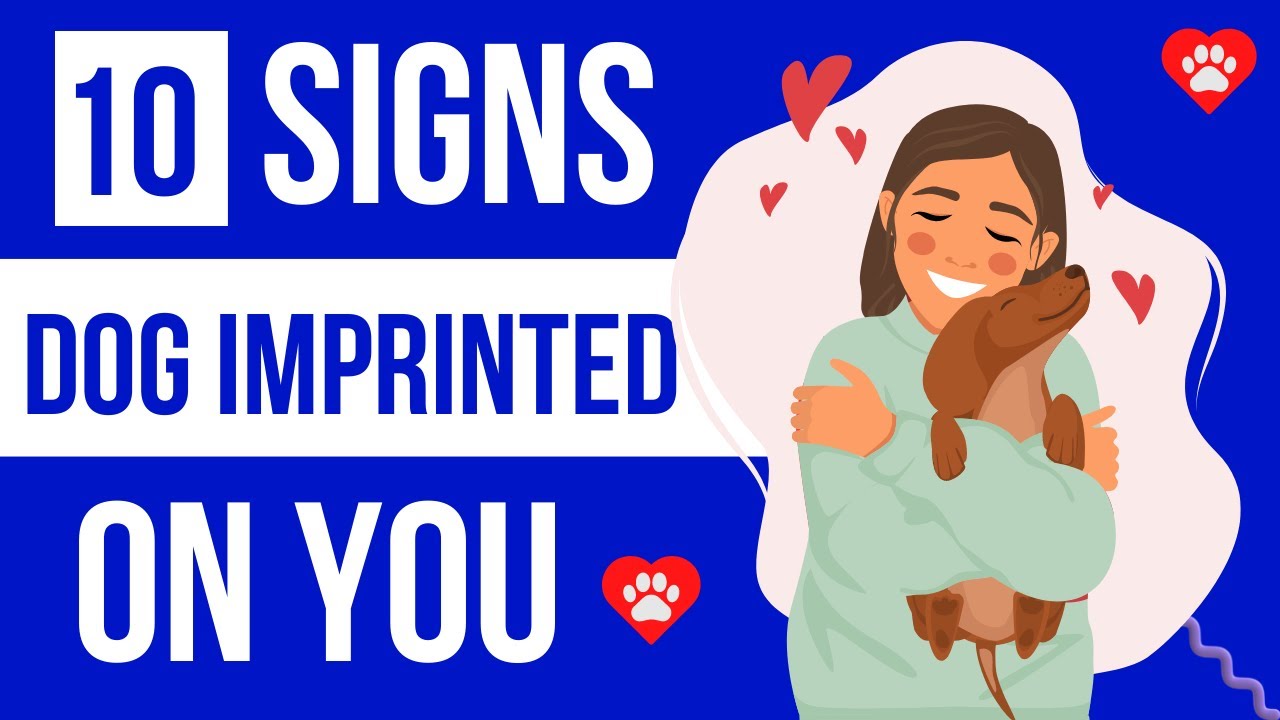 10 Signs Your Dog Imprinted On You | Surprising Ways To Know Your dog