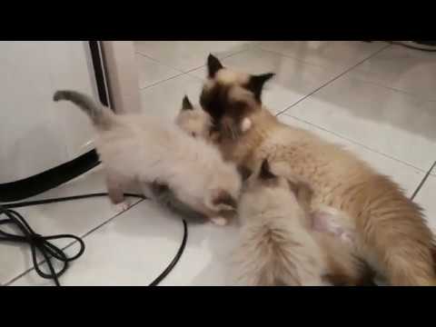 Miracle De La Nature Chaton Sacre De Birmanie Avec Leur Mere De Mars 18 Youtube