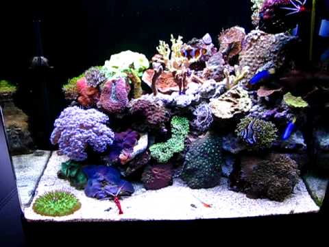 red sea max 130