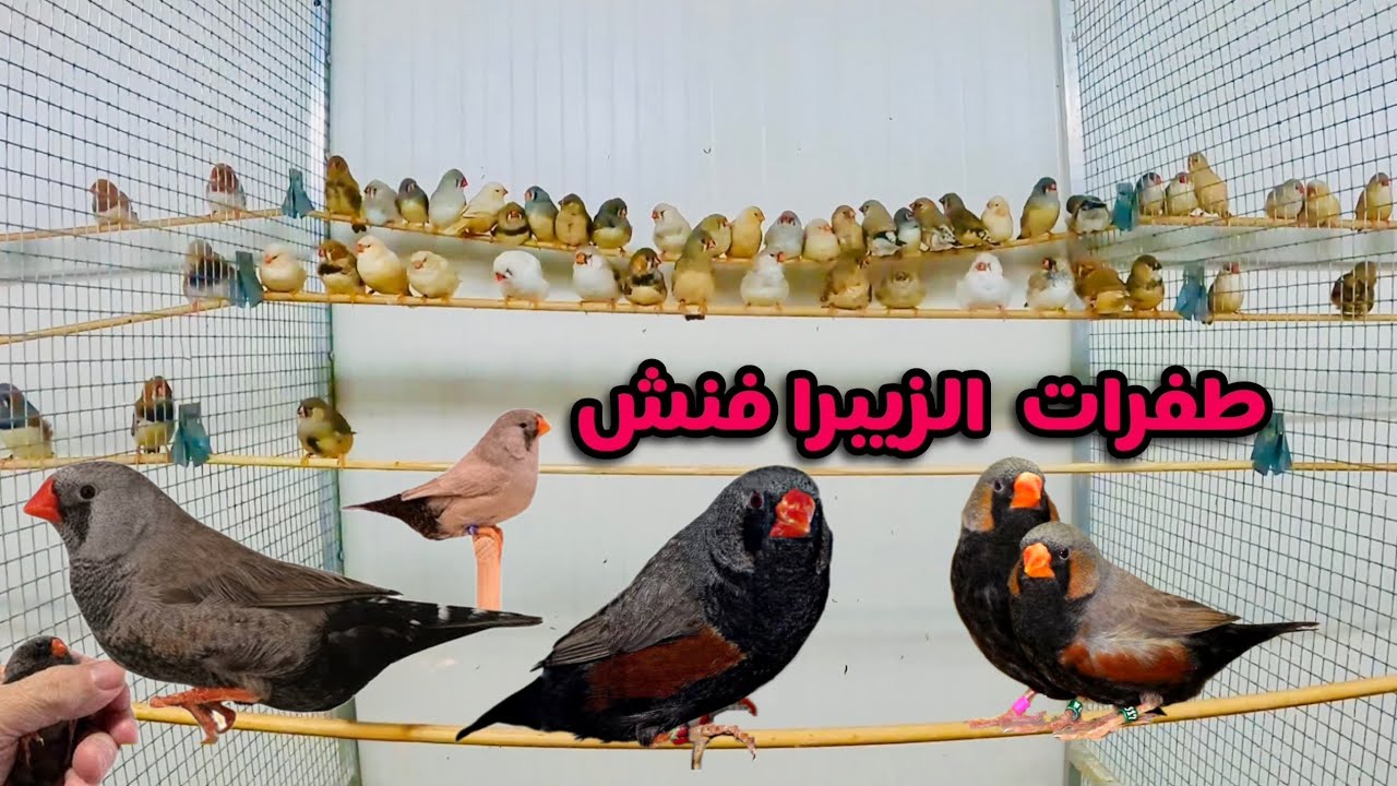 طفرات طيور الزيبرا فنش مع المربي الهولندي كيفن