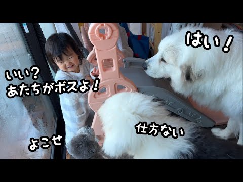 【強すぎw】ついに超大型犬も大型犬の子犬も小型犬も妹に完全服従しました…！｜グレートピレニーズ＆オールドイングリッシュシープドッグ＆トイプードル